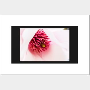 Delicate magnolia flower closeup Posters and Art